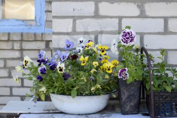 Growing flowers home in a basin and boxes
