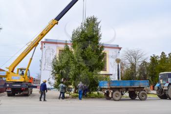 Russia, Poltavskaya village - January 21, 2016: Dismantling the Christmas tree