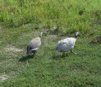 Guinea fowl on the green grass. Guinea fowl - poultry in the village courtyard.