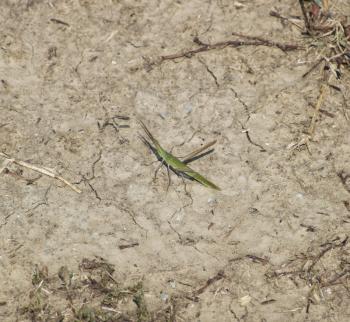 Green grasshopper on the ground. Orthoptera insect.