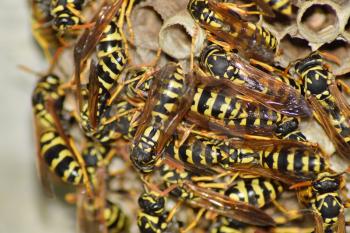 Wasp nest with wasps sitting on it. Wasps polist. The nest of a family of wasps which is taken a close-up.