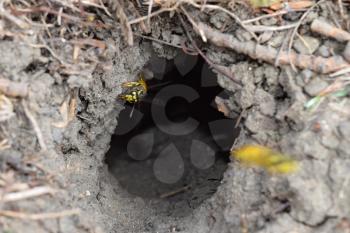 Log into the slot vespula vulgaris. Wormhole leading to the hornet's nest in the ground. Jack predatory wasps.