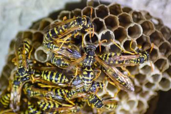 Wasp nest with wasps sitting on it. Wasps polist. The nest of a family of wasps which is taken a close-up.