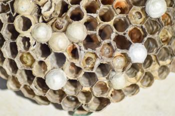 Wasp nest with wasps sitting on it. Wasps polist. The nest of a family of wasps which is taken a close-up.