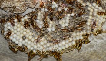 Wasp nest with wasps sitting on it. Wasps polist. The nest of a family of wasps which is taken a close-up.