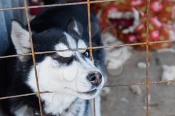 Husky Dog with different eyes. Black and white husky. Brown and blue eyes.