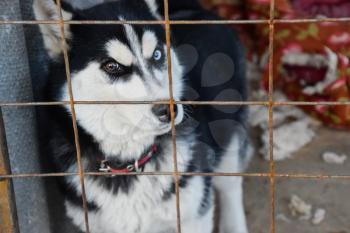 Husky Dog with different eyes. Black and white husky. Brown and blue eyes.