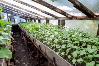 Seedlings of pepper. Pepper in greenhouse cultivation. Seedlings in the greenhouse. Growing of vegetables in greenhouses