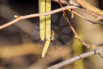 Pollination by bees earrings hazelnut. Flowering hazel hazelnut. Hazel catkins on branches