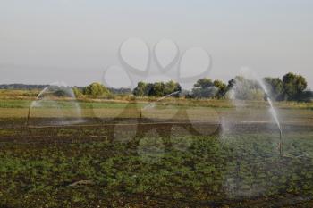 Irrigation system in field of melons. Watering the fields. Sprinkler.