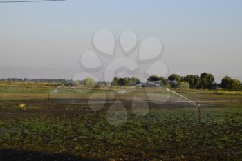 Irrigation system in field of melons. Watering the fields. Sprinkler.