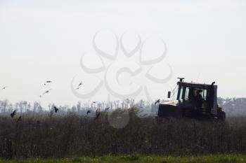 Tractor plowing a field and crows flying around him in search of food.