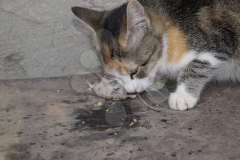 The cat caught the mouse. The cat eats the caught mouse. Home Hunter.