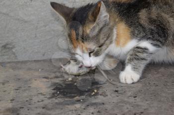 The cat caught the mouse. The cat eats the caught mouse. Home Hunter.