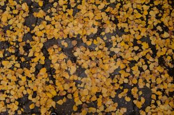 The leaves are yellow on the ground. Autumn leaf fall.