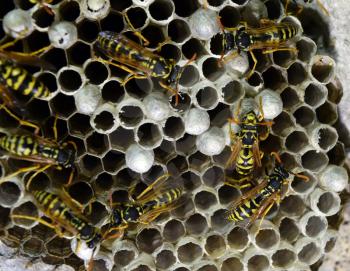 Wasp nest with wasps sitting on it. Wasps polist. The nest of a family of wasps which is taken a close-up.