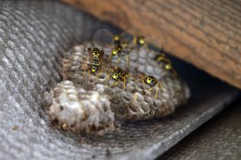 Wasp nest with wasps sitting on it. Wasps polist. The nest of a family of wasps which is taken a close-up.