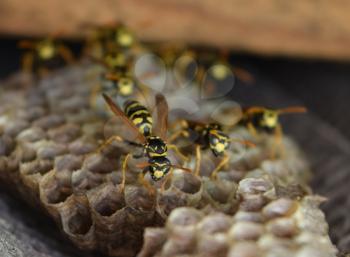 Wasp nest with wasps sitting on it. Wasps polist. The nest of a family of wasps which is taken a close-up.