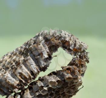 Wasp honey broke in a hornet's nest. Wasps polist. The nest of a family of wasps which is taken a close-up.