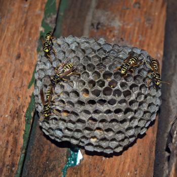 Wasp nest with wasps sitting on it. Wasps polist. The nest of a family of wasps which is taken a close-up.