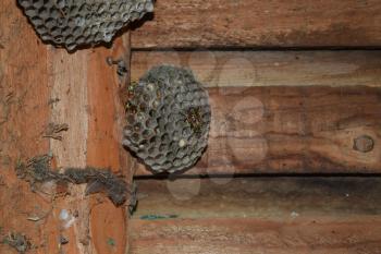 Wasp nest with wasps sitting on it. Wasps polist. The nest of a family of wasps which is taken a close-up.