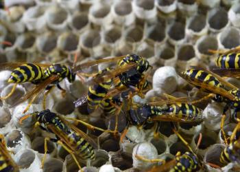 Wasp nest with wasps sitting on it. Wasps polist. The nest of a family of wasps which is taken a close-up.