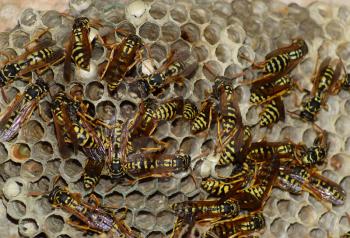 Wasp nest with wasps sitting on it. Wasps polist. The nest of a family of wasps which is taken a close-up.