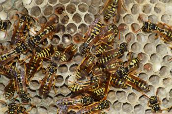 Wasp nest with wasps sitting on it. Wasps polist. The nest of a family of wasps which is taken a close-up.