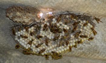 Wasps polist. The nest of a family of wasps which is taken a close-up.