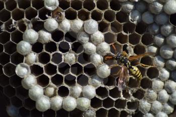 Wasps polist. The nest of a family of wasps which is taken a close-up.