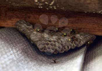 Wasps polist. The nest of a family of wasps which is taken a close-up.