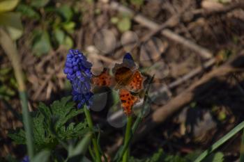 Polygonia c-album on a flower. Butterfly drinking the nectar of the flower.