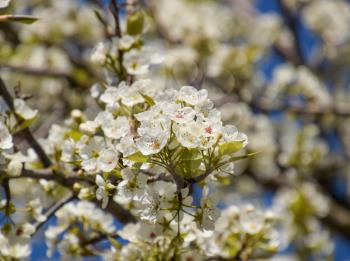 Blooming wild pear in the garden. Spring flowering trees. Pollination of flowers of pear.