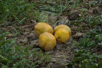 Melons, plucked from the garden, lay together on the ground. Ripe melon new crop.