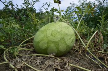 Watermelon with light and thick skin for good transportability. Growing melons.