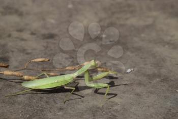 The female mantis religios. Predatory insects mantis. Huge green female mantis.