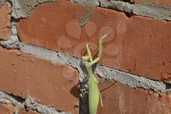 Mantis, climbing on a brick wall. The female mantis religios. Predatory insects. Huge green female mantis.
