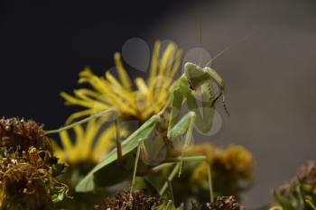 The female mantis religios. Predatory insects. Huge green female mantis.