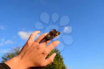 Dead head. The large massive butterfly belonging to family of brazhnik. Night insect.