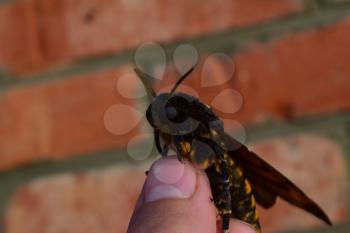 Dead head. The large massive butterfly belonging to family of brazhnik. Night insect.