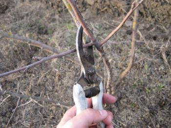 Pruning shears trees. Work in the garden of. Cutting branches, restoring order. Caring for the trees in the garden.