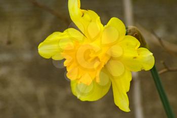 Flowers daffodil yellow. Spring flowering bulb plants in the flowerbed.