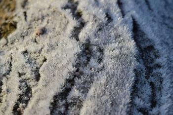 Hoarfrost on tree trunk surface. Winter morning dew and freezing.