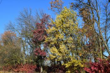 Color of leaves of cotinus coggygria and wild apricot. Trees in a forest belt in the fall.