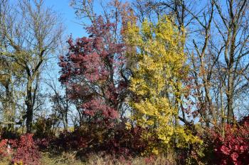 Color of leaves of cotinus coggygria and wild apricot. Trees in a forest belt in the fall.