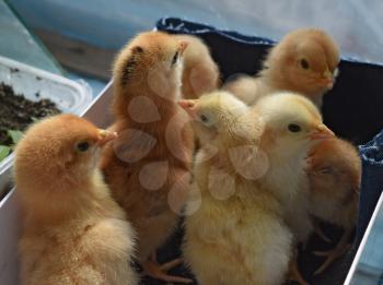 Little chickens. Poultry in individual hen house.