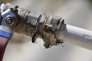 Polistes wasps and bees drink water. Watering in the summer heat.