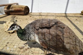 Male of a peacock in the open-air cage. The contents in bondage of wild decorative birds.