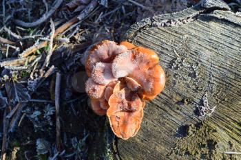 Orange mushrooms on a stub. New life on dead wood.