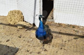 Male of a peacock in the open-air cage. The contents in bondage of wild decorative birds.